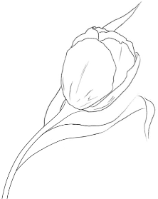 La tulipe