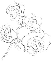 Les roses bouquet