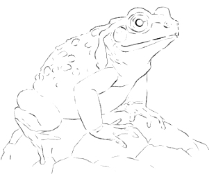 Crapaud